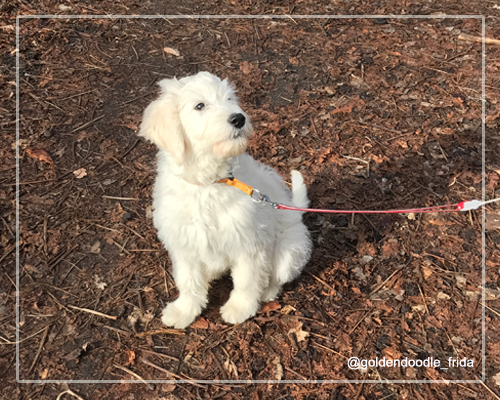 goldendoodle