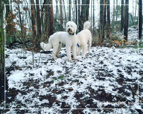 goldendoodle2